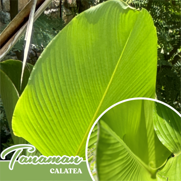 bibit tanaman calathea di futafarm.