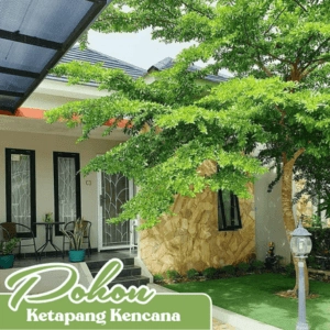 Pohon ketapang kencana