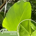 tanaman perdu calathea pisang-pisangan