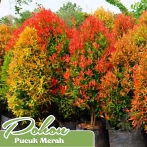Pucuk Merah
