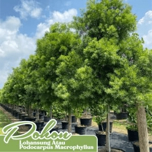 pohon lohansung