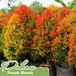 pohon pucuk merah