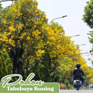 pohon tabebuta kuning