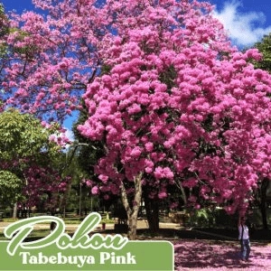 pohon tabebuya pink