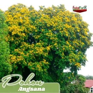 Pohon Angsana