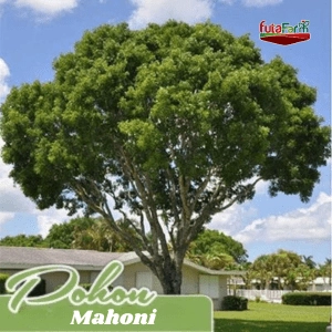 Pohon Mahoni