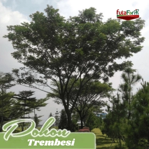 Pohon Trembesi