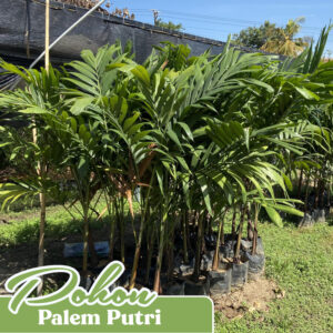 bibit pohon palem