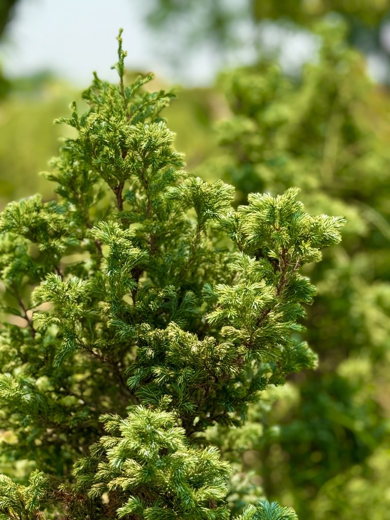 Beberpa mitos dan manfaat dari pohon cemara salju