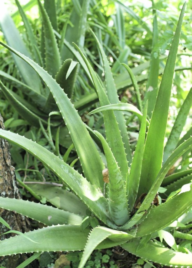 Sederet mitos dan manfaat dari tanaman lidah buaya