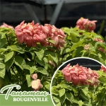 tanaman hias bougenville pink variegata