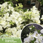 tanaman hias bougenville putih variegata