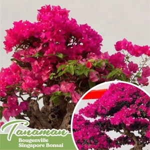 tanaman hias bougenville singapore bonsai