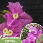 tanaman hias bougenville ungu variegata