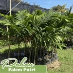 pohon palem putri