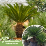 pohon sikas/ palem sikas