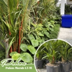 pohon palem merah