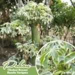 pohon bonsai randu varigata