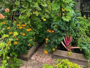 tanaman edimental yang efisien