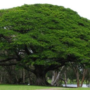 Pohon Trembesi, Penyerap Karbon Super, Mitigasi Perubahan Iklim