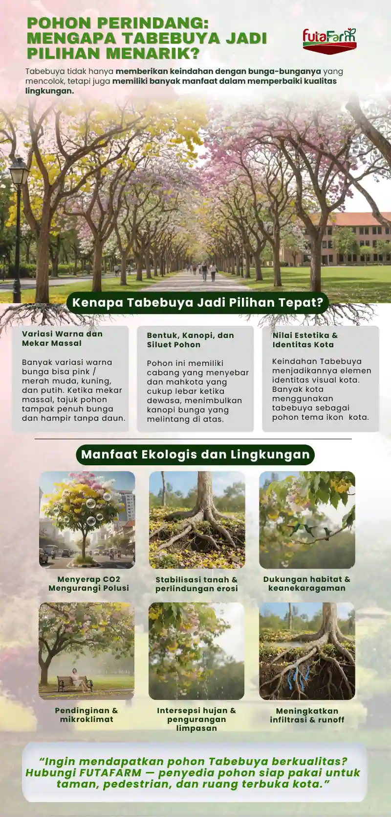 Infografis Mengapa Tabebuya Jadi Pilihan Menarik