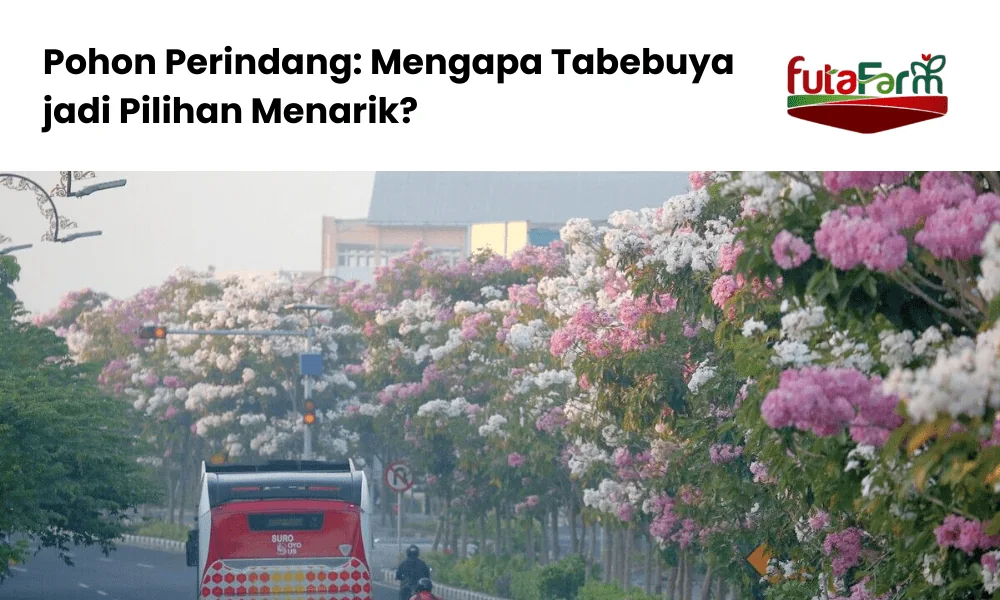 Pohon tabebuya pada trotoar jalan Futafarm