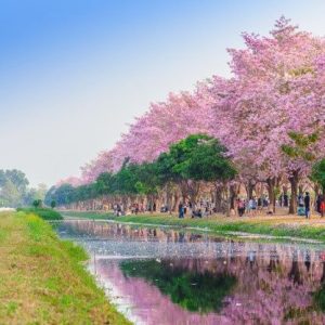 Tabebuya : 2000 Pohon Siap Tanam untuk Pedestrian & Taman