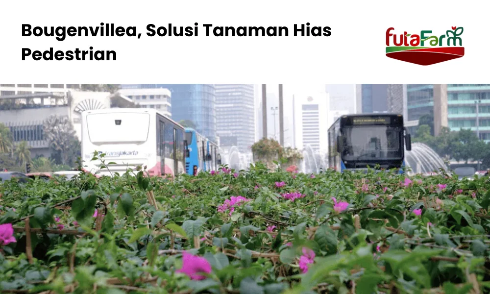 bougenville untuk pedestrian Futafarm