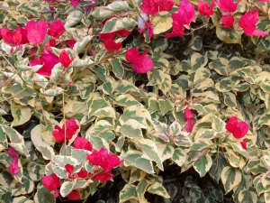 Bougenvile Variegatta