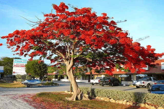 Pohon Flamboyan