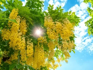 Pohon Golden Shower