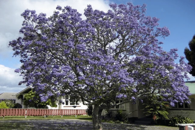 Pohon Jacaranda