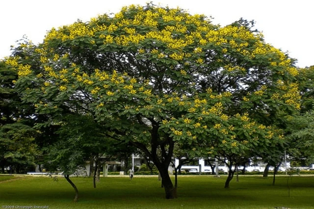 Pohon Soga