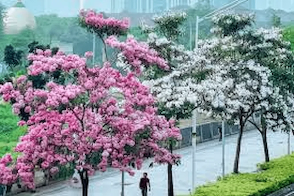 Pohon Tabebuya