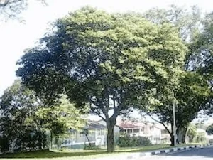 Pohon Tanjung