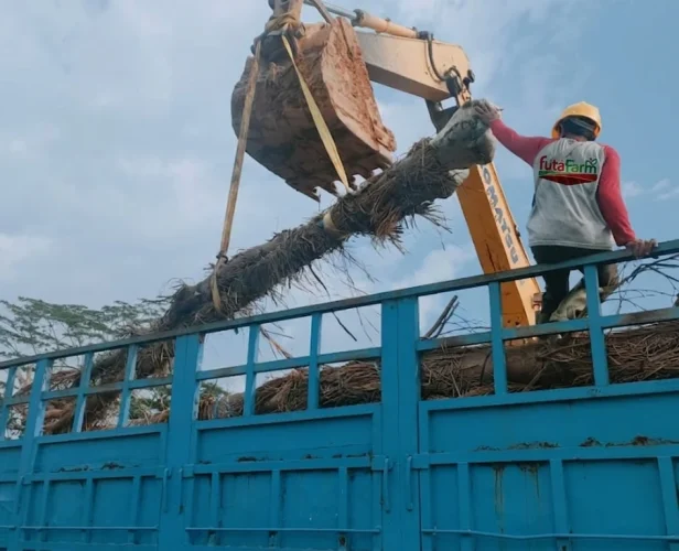 Penanaman pohon futafarm di ibu kota negara