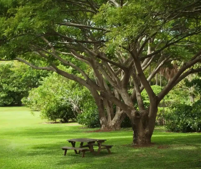 pohon-perindang-futafarm