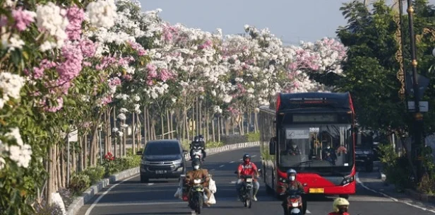 Pohon tabebuya berbunga di trotoar