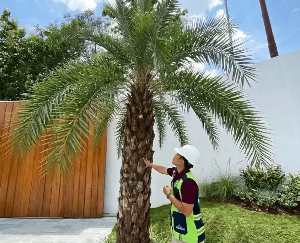 pohon kurma sebagai vocal poin